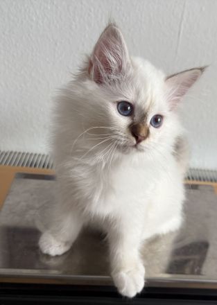 Heilige Birma Kater Choco tabby point und Katze Choco point 12 Wochen alt mit Stammbaum