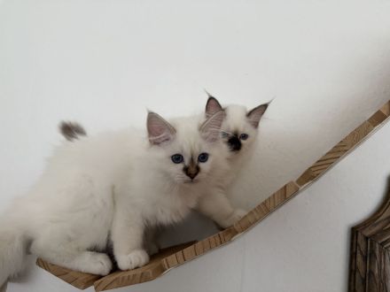 Heilige Birma Kater Choco tabby point und Katze Choco point 12 Wochen alt mit Stammbaum