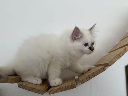 Heilige Birma Kater Choco tabby point und Katze Choco point 12 Wochen alt mit Stammbaum