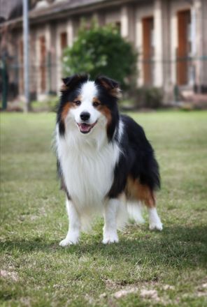 Wir erwarten unseren C-Wurf!