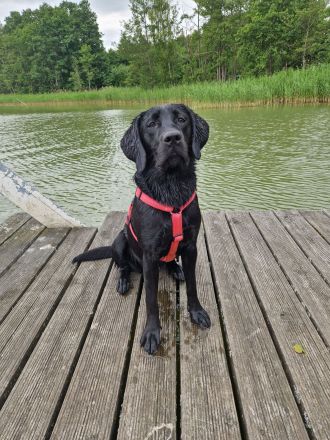 Labrador Deckrüde gesucht  - Wurfplanung 2026/2027