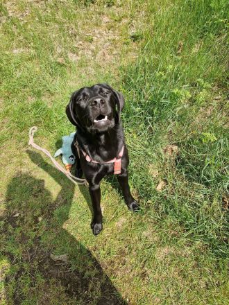 Labrador Deckrüde gesucht  - Wurfplanung 2026/2027