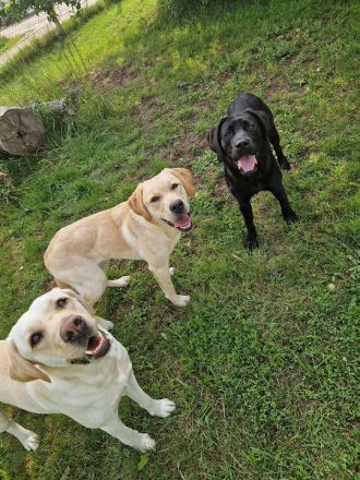 Labrador Deckrüde gesucht  - Wurfplanung 2026/2027