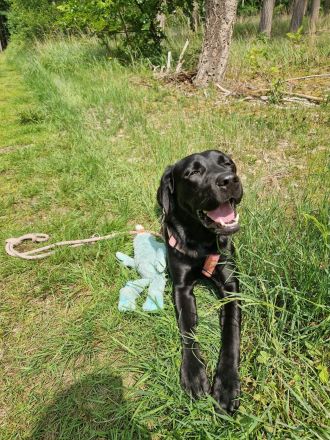Labrador Deckrüde gesucht  - Wurfplanung 2026/2027
