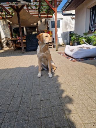 Labrador Deckrüde gesucht  - Wurfplanung 2026/2027