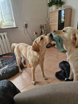 Labrador Deckrüde gesucht  - Wurfplanung 2026/2027