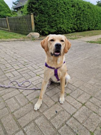 Labrador Deckrüde gesucht  - Wurfplanung 2026/2027