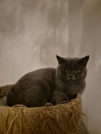 1 BKH WEIBCHEN NOCH ZU HABEN