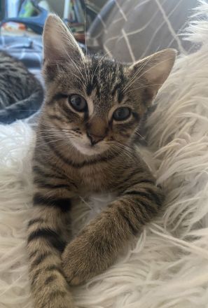 Wunderschöne BKH Mix Kitten, noch 2 Katerle frei