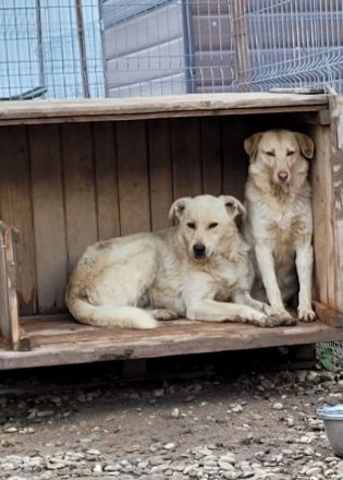 SNICKERS - zum anbeißen süß?