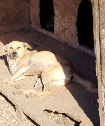 SNICKERS - zum anbeißen süß?