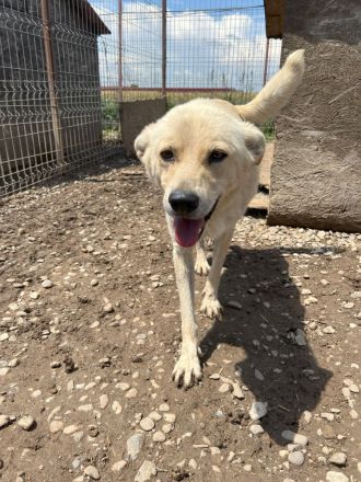 SNICKERS - zum anbeißen süß?