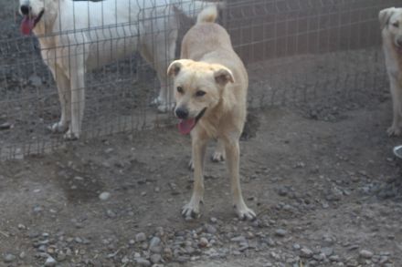 SNICKERS - zum anbeißen süß?