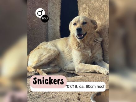 SNICKERS - zum anbeißen süß?