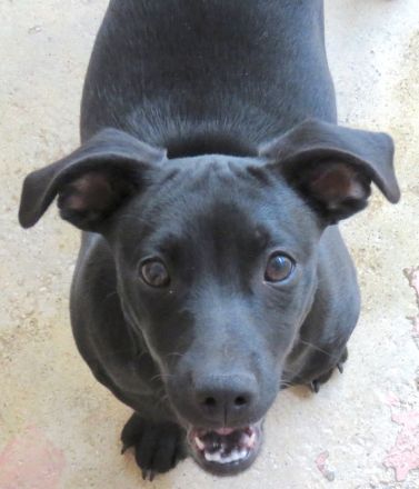 Sten+Lantus, Männliche Pinscher-Mixe