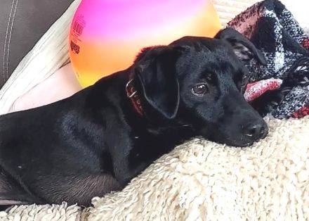 Sten, männlicher Pinscher-Mix (zur Pflege in 31688 Nienstädt)