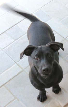 Sten+Lantus, Männliche Pinscher-Mixe