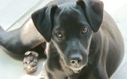 Sten+Lantus, Männliche Pinscher-Mixe