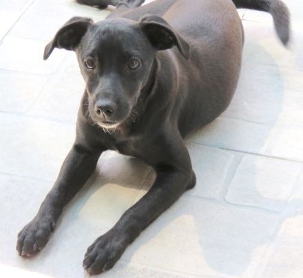 Sten+Lantus, Männliche Pinscher-Mixe