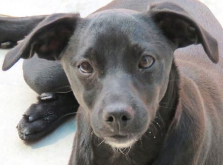 Sten+Lantus, Männliche Pinscher-Mixe