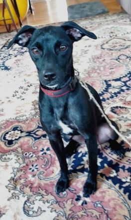 Sten, männlicher Pinscher-Mix (zur Pflege in 31688 Nienstädt)