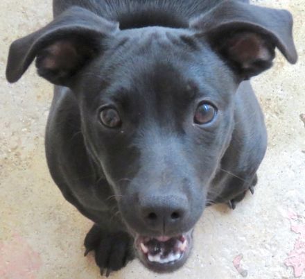 Sten+Lantus, Männliche Pinscher-Mixe