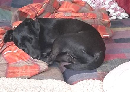 Sten, männlicher Pinscher-Mix (zur Pflege in 31688 Nienstädt)