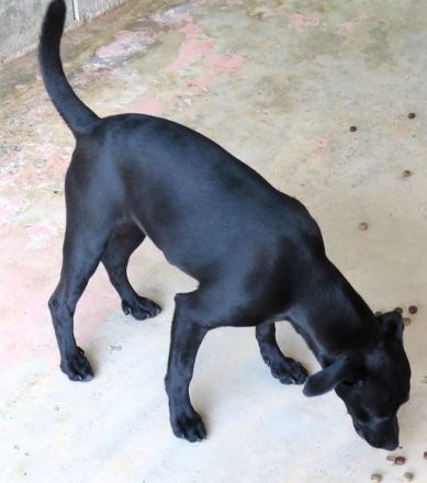 Sten+Lantus, Männliche Pinscher-Mixe