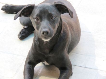 Sten+Lantus, Männliche Pinscher-Mixe