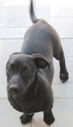 Sten+Lantus, Männliche Pinscher-Mixe