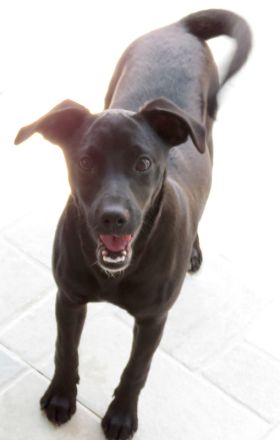 Sten+Lantus, Männliche Pinscher-Mixe