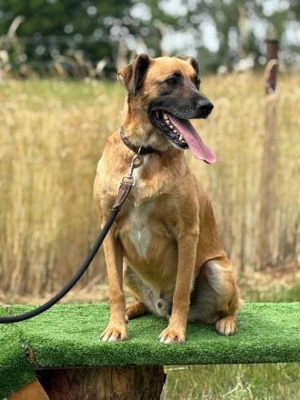 Petrokhan- der sanfte Held auf der Suche nach Liebe❤️🐶