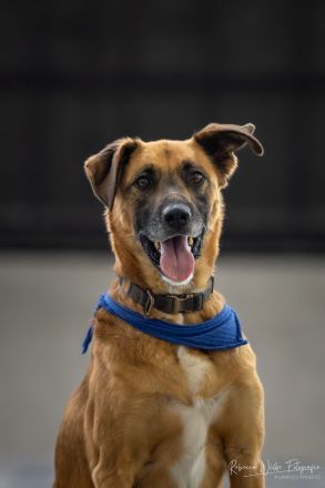 Petrokhan- der sanfte Held auf der Suche nach Liebe❤️🐶