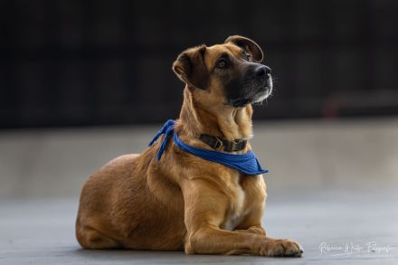 Petrokhan- der sanfte Held auf der Suche nach Liebe❤️🐶