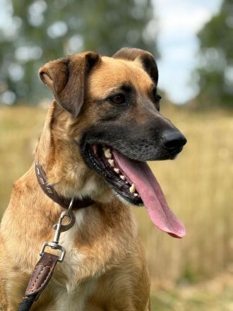 Petrokhan- der sanfte Held auf der Suche nach Liebe❤️🐶