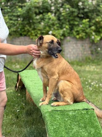 Petrokhan- der sanfte Held auf der Suche nach Liebe❤️🐶