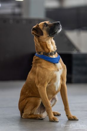 Petrokhan- der sanfte Held auf der Suche nach Liebe❤️🐶