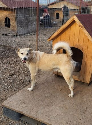 FLOKI - zeigst du mir die Welt?