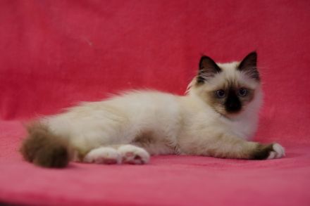 Heilige Birma-Ragdoll kitten