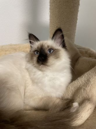 Heilige Birma-Ragdoll kitten