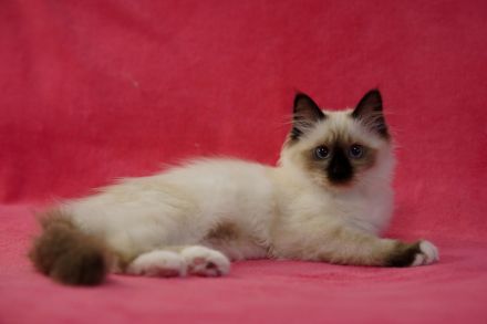 Heilige Birma-Ragdoll kitten