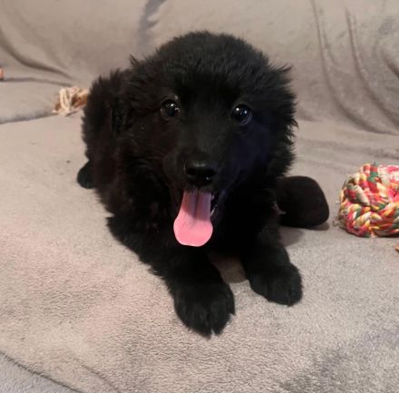 Irina- verspielte und kuschelige Welpen-Dame sucht ihre Menschen💞🫂