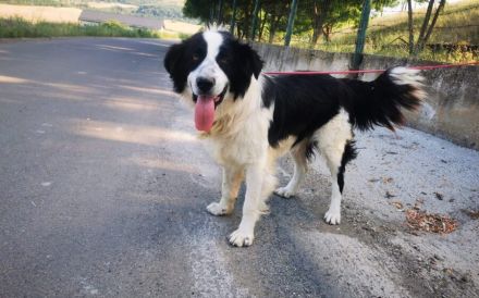 LIOR – Wieviel Leid kann ein Hundeherz ertragen?