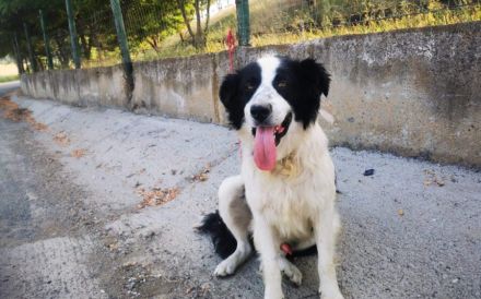 LIOR – Wieviel Leid kann ein Hundeherz ertragen?