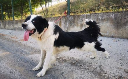 LIOR – Wieviel Leid kann ein Hundeherz ertragen?