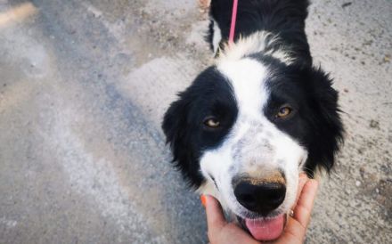 LIOR – Wieviel Leid kann ein Hundeherz ertragen?