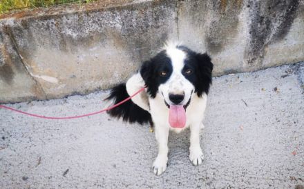 LIOR – Wieviel Leid kann ein Hundeherz ertragen?