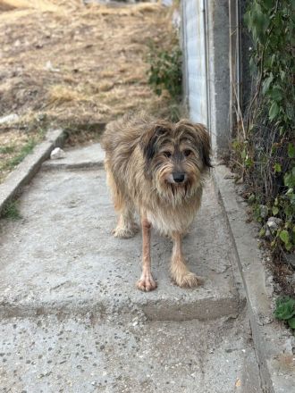 Nira- die süße Hundemaus, wartet auf ihre Familie!🍀🐶