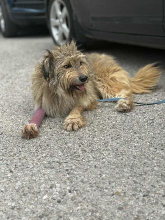 Nira- die süße Hundemaus, wartet auf ihre Familie!🍀🐶