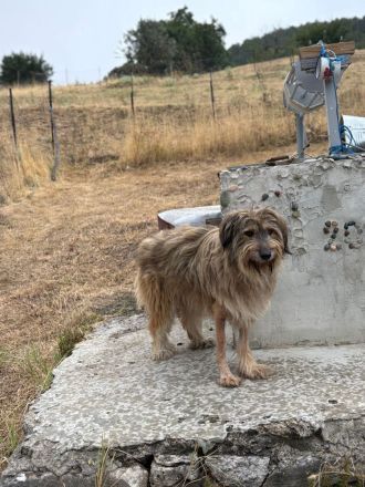 Nira- die süße Hundemaus, wartet auf ihre Familie!🍀🐶